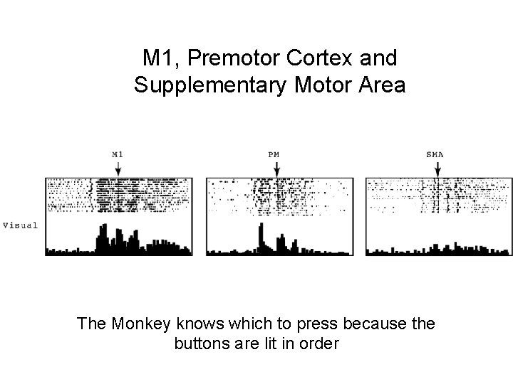 M 1, Premotor Cortex and Supplementary Motor Area The Monkey knows which to press