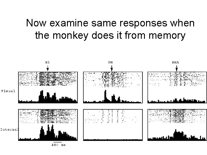 Now examine same responses when the monkey does it from memory 