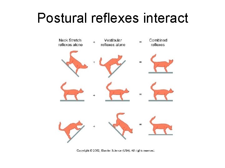 Postural reflexes interact 