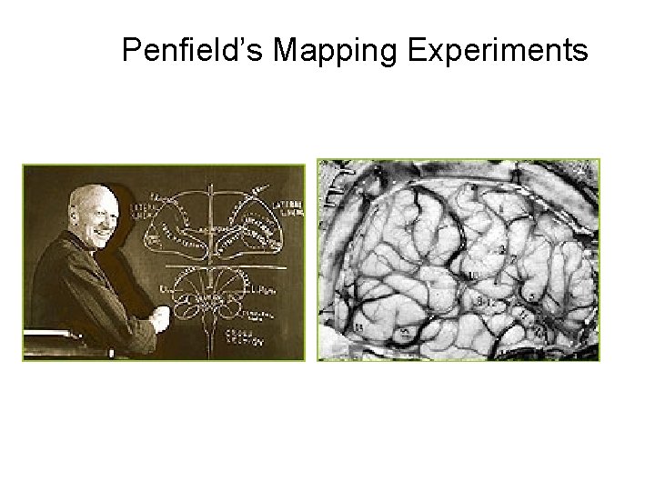 Penfield’s Mapping Experiments 