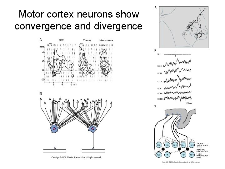 Motor cortex neurons show convergence and divergence 