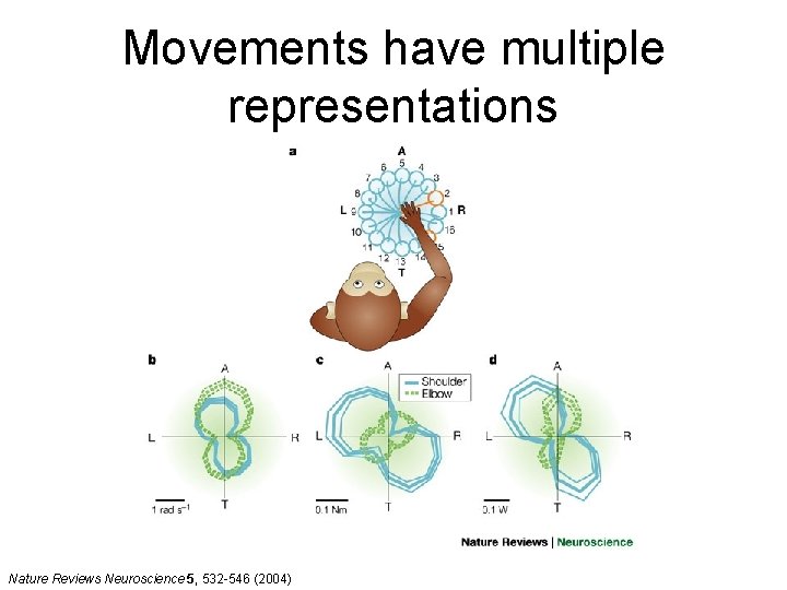 Movements have multiple representations Nature Reviews Neuroscience 5, 532 -546 (2004) 