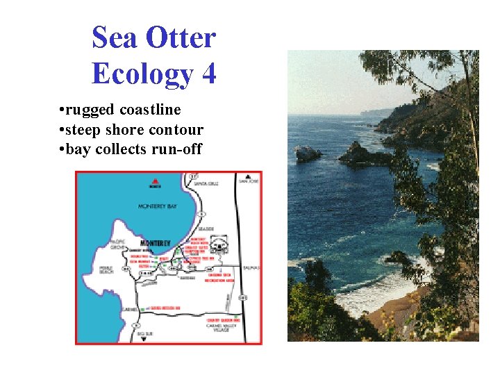 Sea Otter Ecology 4 • rugged coastline • steep shore contour • bay collects