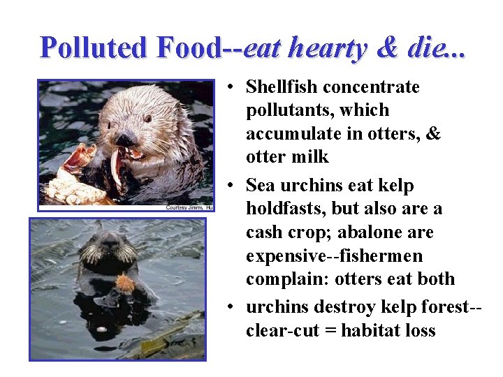 Polluted Food--eat hearty & die. . . • Shellfish concentrate pollutants, which accumulate in