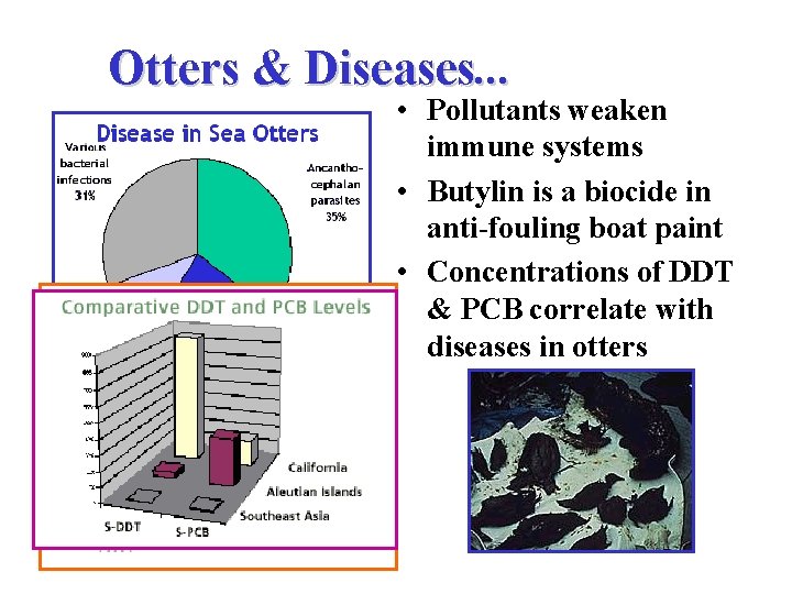 Otters & Diseases. . . • Pollutants weaken immune systems • Butylin is a