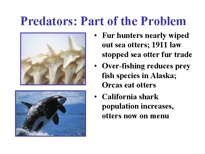 Predators: Part of the Problem • Fur hunters nearly wiped out sea otters; 1911