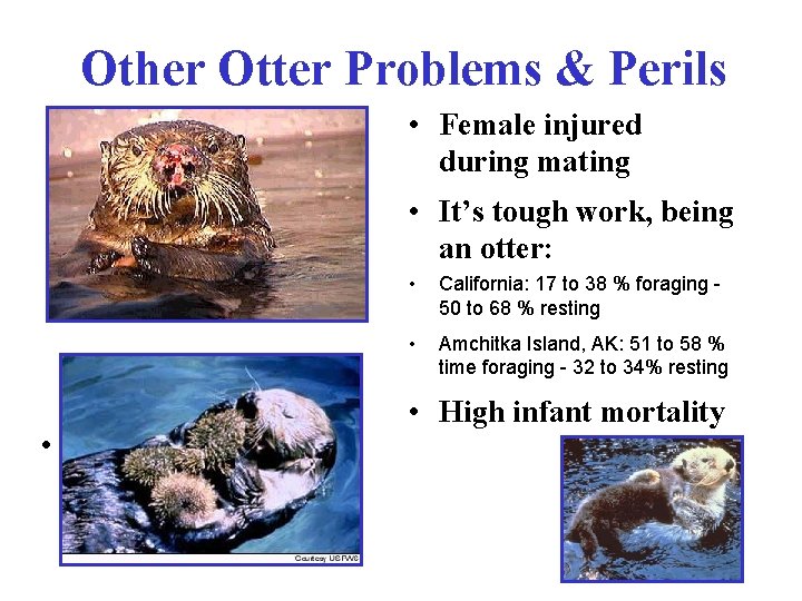 Other Otter Problems & Perils • Female injured during mating • It’s tough work,