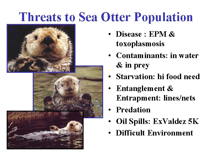 Threats to Sea Otter Population • Disease : EPM & toxoplasmosis • Contaminants: in