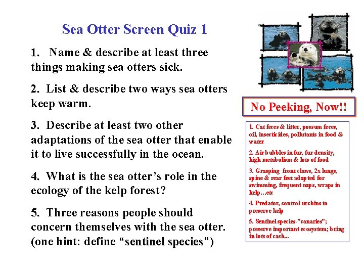 Sea Otter Screen Quiz 1 1. Name & describe at least three things making