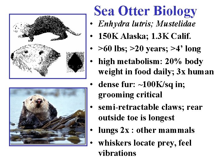Sea Otter Biology • • Enhydra lutris; Mustelidae 150 K Alaska; 1. 3 K