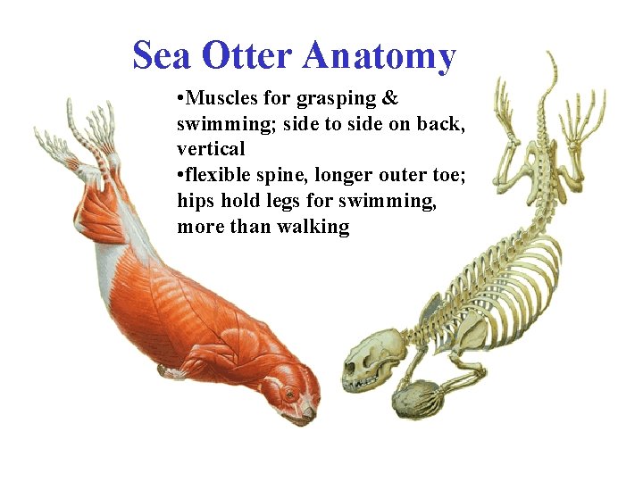 Sea Otter Anatomy • Muscles for grasping & swimming; side to side on back,