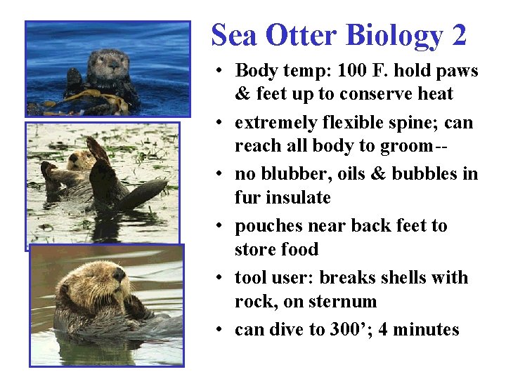 Sea Otter Biology 2 • Body temp: 100 F. hold paws & feet up