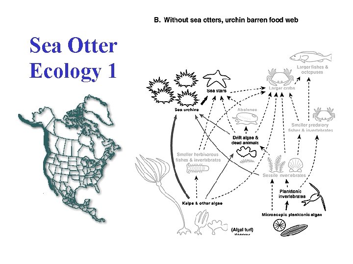 Sea Otter Ecology 1 