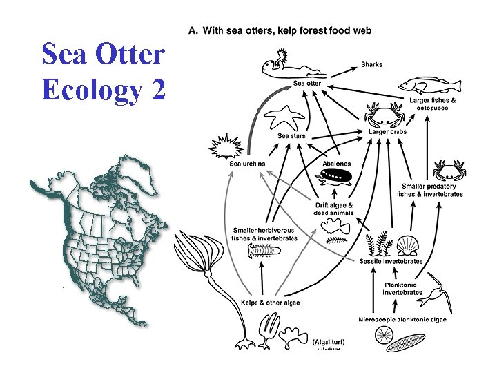 Sea Otter Ecology 2 