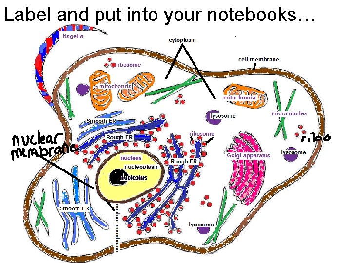 Label and put into your notebooks… nucleolus Label and put into your notebooks… nucleolus