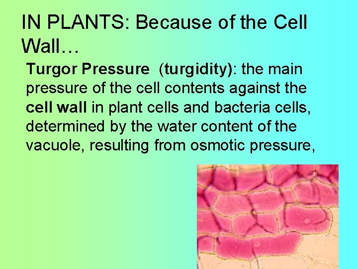 IN PLANTS: Because of the Cell Wall… Turgor Pressure (turgidity): the main pressure of IN PLANTS: Because of the Cell Wall… Turgor Pressure (turgidity): the main pressure of