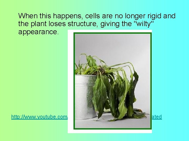 When this happens, cells are no longer rigid and the plant loses structure, giving When this happens, cells are no longer rigid and the plant loses structure, giving