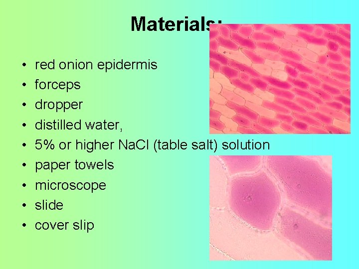 Materials: • • • red onion epidermis forceps dropper distilled water, 5% or higher Materials: • • • red onion epidermis forceps dropper distilled water, 5% or higher