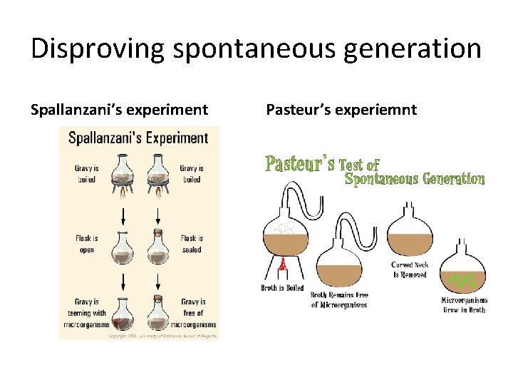 Disproving spontaneous generation Spallanzani’s experiment Pasteur’s experiemnt 