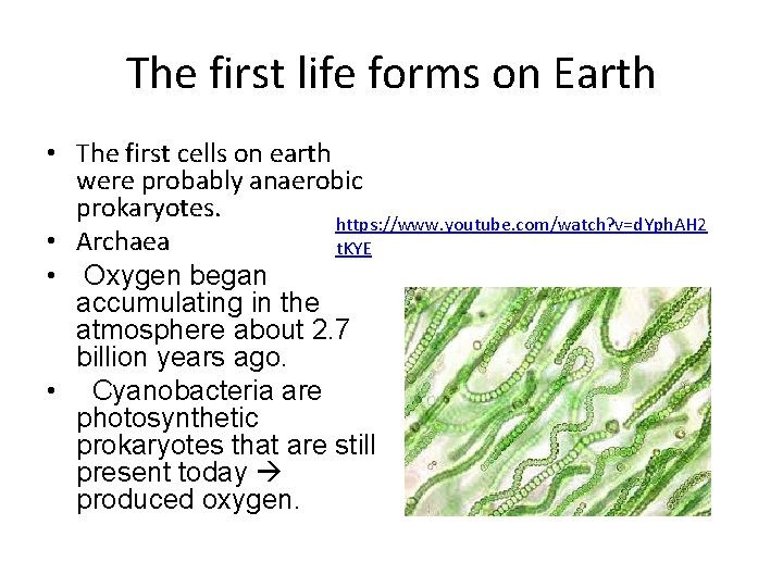 The first life forms on Earth • The first cells on earth were probably