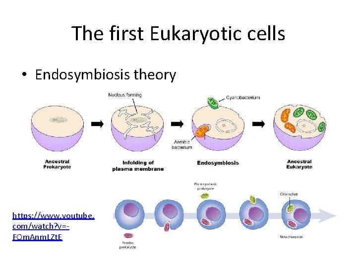 The first Eukaryotic cells • Endosymbiosis theory https: //www. youtube. com/watch? v=FQm. Anm. LZt.