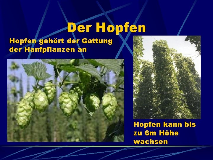 Der Hopfen gehört der Gattung der Hanfpflanzen an Hopfen kann bis zu 6 m