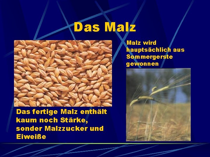 Das Malz wird hauptsächlich aus Sommergerste gewonnen Das fertige Malz enthält kaum noch Stärke,