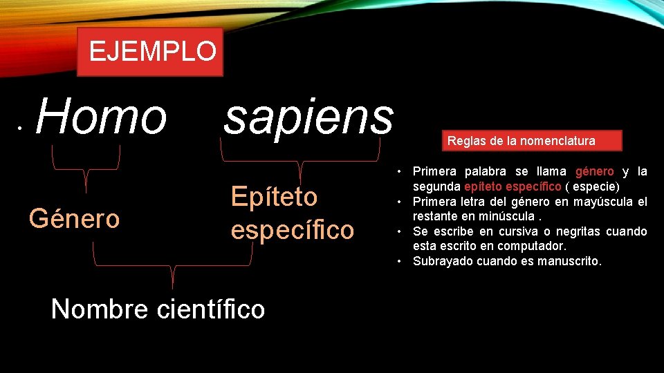 EJEMPLO • Homo Género sapiens Epíteto específico Nombre científico Reglas de la nomenclatura •
