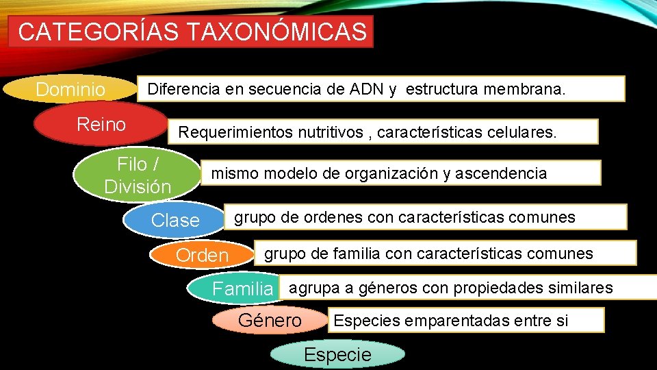 CATEGORÍAS TAXONÓMICAS Dominio Diferencia en secuencia de ADN y estructura membrana. Reino Requerimientos nutritivos