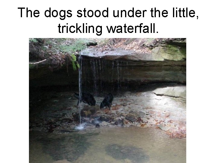 The dogs stood under the little, trickling waterfall. 