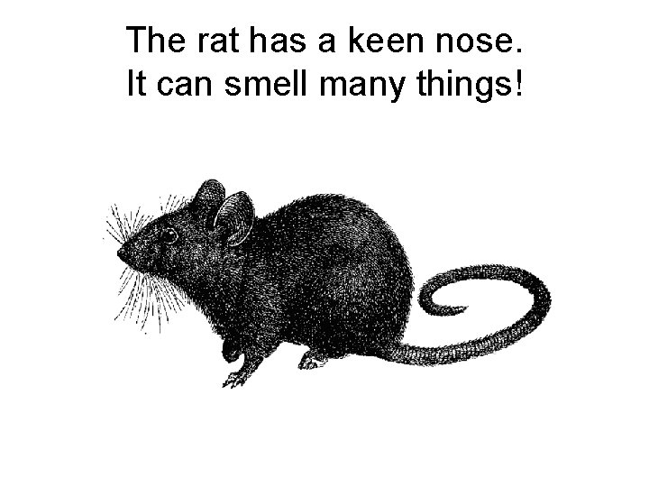 The rat has a keen nose. It can smell many things! 