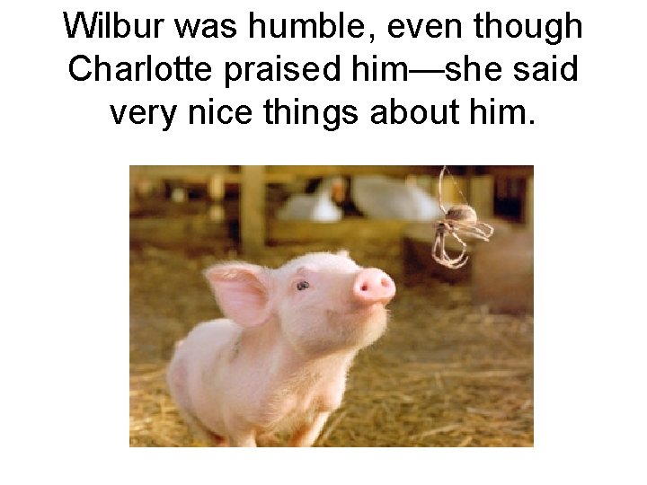 Wilbur was humble, even though Charlotte praised him—she said very nice things about him.