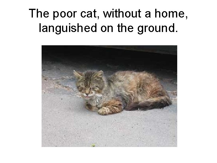 The poor cat, without a home, languished on the ground. 