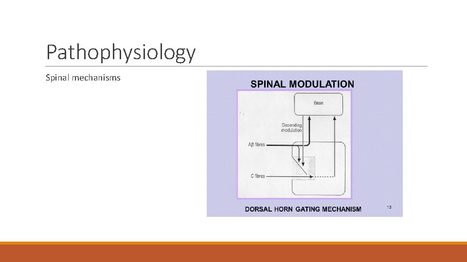 Pathophysiology Spinal mechanisms 