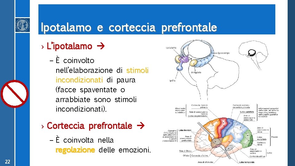 Ipotalamo e corteccia prefrontale › L’ipotalamo – È coinvolto nell’elaborazione di stimoli incondizionati di