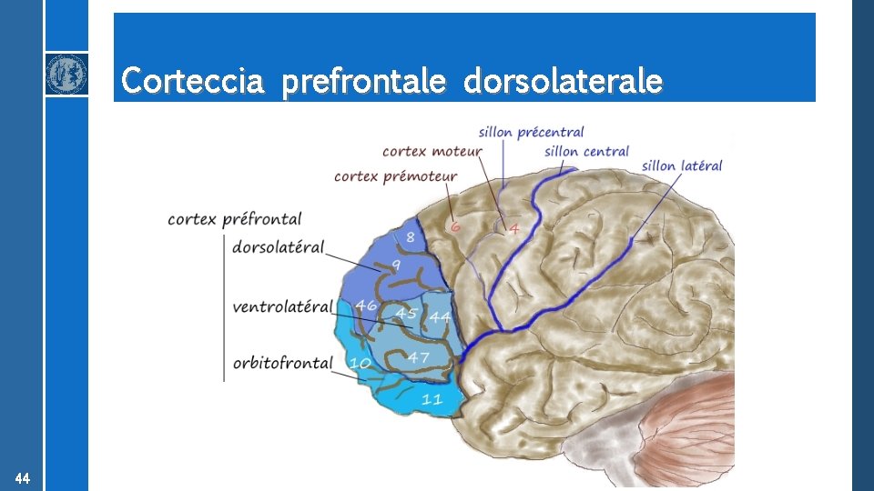 Corteccia prefrontale dorsolaterale 44 