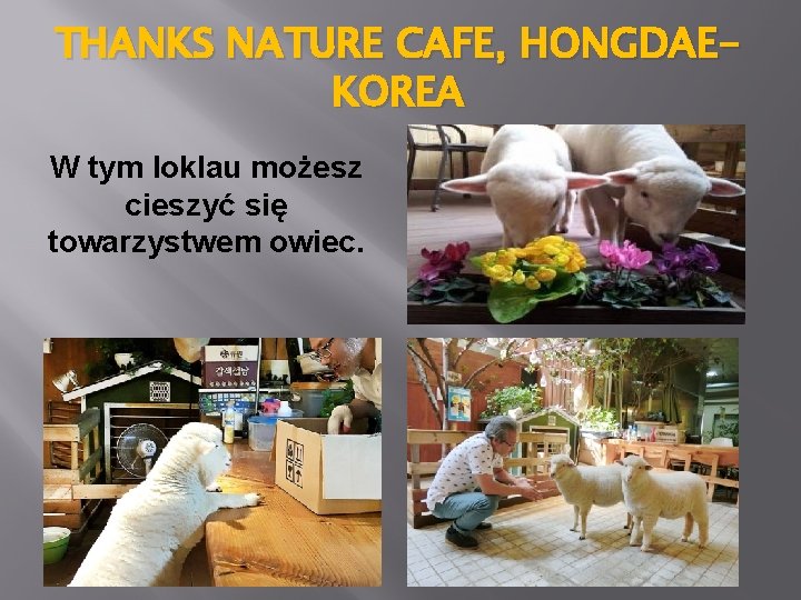 THANKS NATURE CAFE, HONGDAEKOREA W tym loklau możesz cieszyć się towarzystwem owiec. 