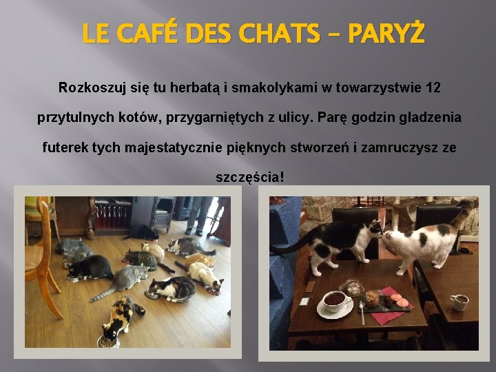 LE CAFÉ DES CHATS – PARYŻ Rozkoszuj się tu herbatą i smakołykami w towarzystwie