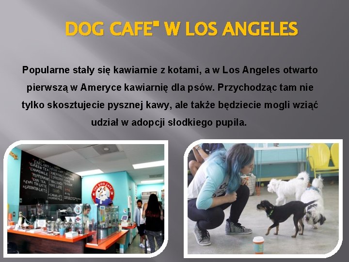 DOG CAFE" W LOS ANGELES Popularne stały się kawiarnie z kotami, a w Los
