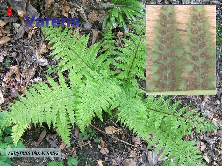 5 Varens Athyrium filix-femina 