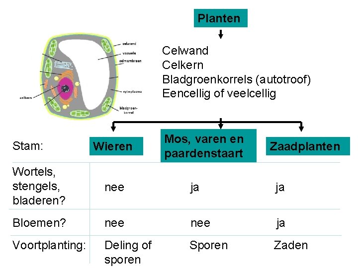 Planten Celwand Celkern Bladgroenkorrels (autotroof) Eencellig of veelcellig Stam: Wieren Mos, varen en paardenstaart