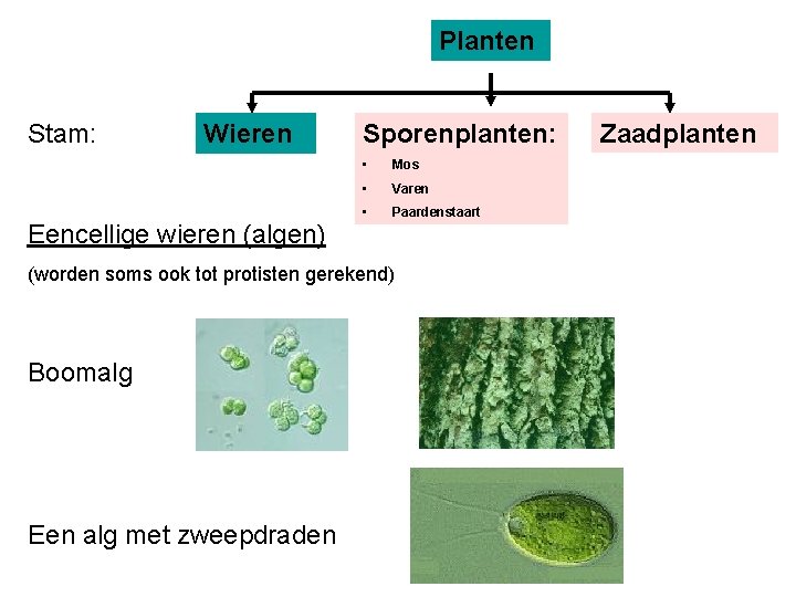 Planten Stam: Wieren Eencellige wieren (algen) Sporenplanten: • Mos • Varen • Paardenstaart (worden