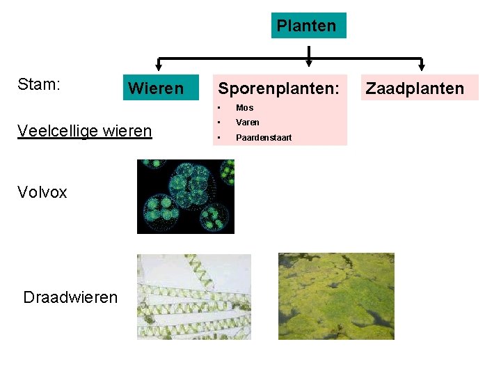 Planten Stam: Wieren Veelcellige wieren Volvox Draadwieren Sporenplanten: • Mos • Varen • Paardenstaart