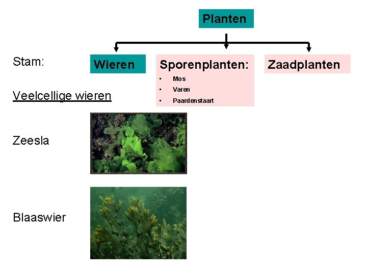 Planten Stam: Wieren Veelcellige wieren Zeesla Blaaswier Sporenplanten: • Mos • Varen • Paardenstaart