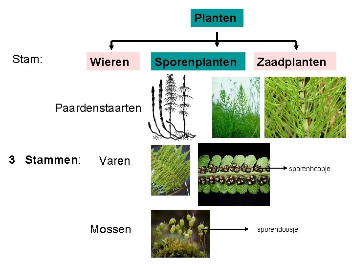 Planten Stam: Wieren Sporenplanten Zaadplanten Paardenstaarten 3 Stammen: Varen Mossen sporenhoopje sporendoosje 