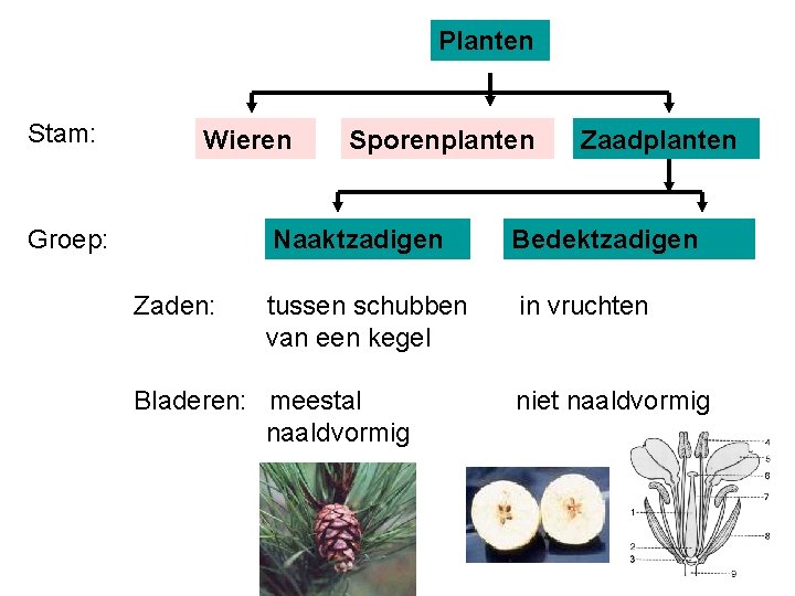 Planten Stam: Wieren Groep: Zaden: Sporenplanten Zaadplanten Naaktzadigen Bedektzadigen tussen schubben van een kegel