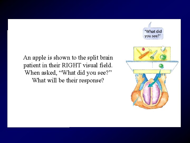 An apple is shown to the split brain patient in their RIGHT visual field.