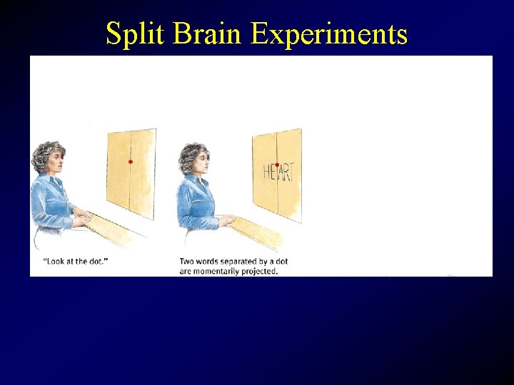 Split Brain Experiments 