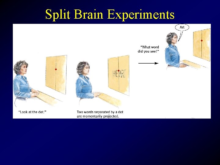 Split Brain Experiments 
