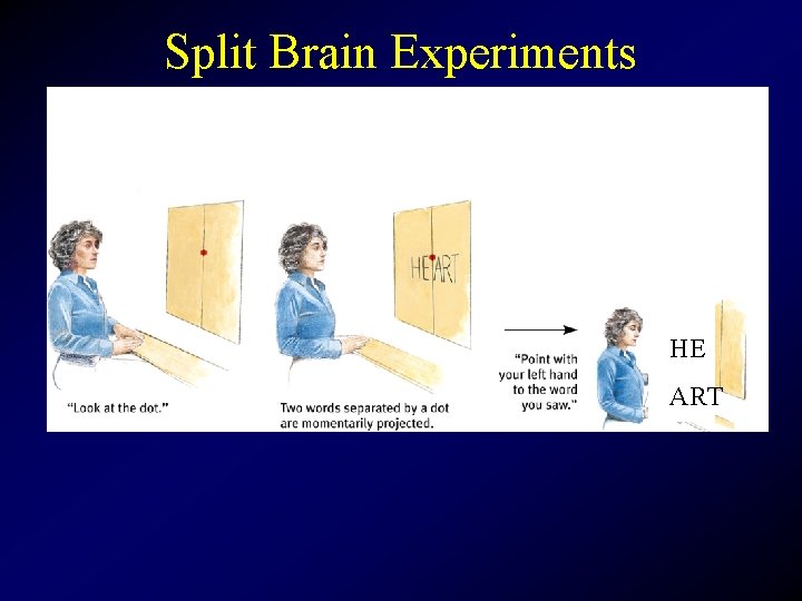 Split Brain Experiments HE ART 